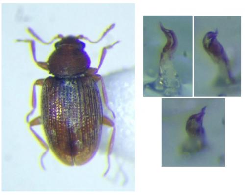 Corticarina curta